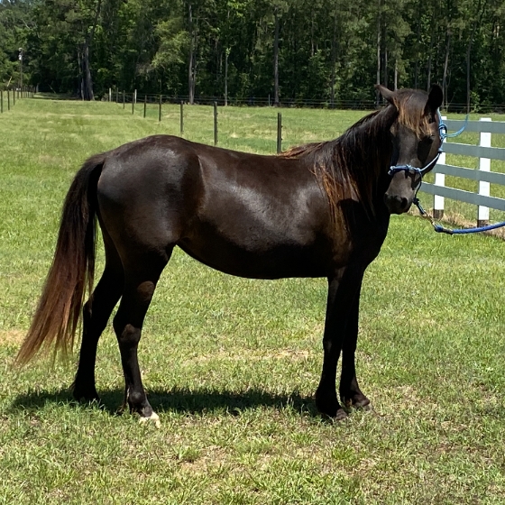 milly rocky mountain horse