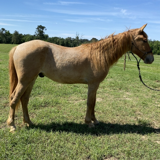 bbs copper align copper